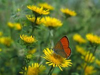 Lycaena dispar 11, Grote vuurvlinder, Vlinderstichting-Kars Veling
