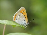 BOLJARE. LYCAENA DISPAR. VROUWTJE.