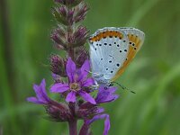 Lycaena dispar 4, Grote vuurvlinder, female, Vlinderstichting-Theo Verstrael