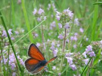 Lycaena hippothoe 13, Rode vuurvlinder, male, Saxifraga-Mireille de Heer