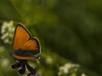 Lycaena hippothoe 2, Rode vuurvlinder, Saxifraga-Jan van der Straaten