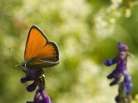 Lycaena hippothoe 3, Rode vuurvlinder, Saxifraga-Jan van der Straaten