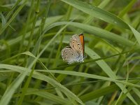 Lycaena hippothoe 7, Rode vuurvlinder, male, Saxifraga-Jan van der Straaten