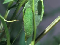 Lycaena tityrus 2, Bruine vuurvlinder, Saxifraga-Frits Bink