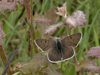 Lycaena tityrus 22, Bruine vuurvlinder, male, Vlinderstichting-Kars Veling