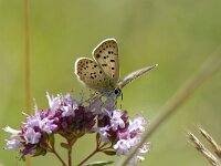 Lycaena tityrus 34, Bruine vuurvlinder, Saxifraga-Arthur van Dijk