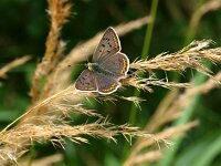 Lycaena tityrus 37, Bruine vuurvlinder, Saxifraga-Rudmer Zwerver