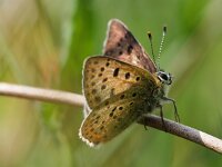 Lycaena tityrus 41, Bruine vuurvlinder, Saxifraga-Rudmer Zwerver