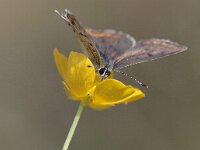 Lycaena tityrus 53, Bruine vuurlvinder, Saxifraga-Mark Zekhuis