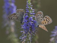 Lycaena tityrus 56, Bruine vuurlvinder, Saxifraga-Mark Zekhuis