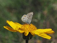 Lycaena tityrus 67, Bruine vuurvlinder, Saxifraga-Hans Dekker