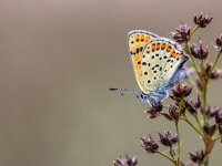 Sooty copper perched on rush flowers  Sooty copper (Lycaena tityrus) perched on the flowers of Sharp-flowered Rush (Juncus acutiflorus) with grey background : Flowers, Juncus, Lycaena, Netherlands, acutiflorus, animal, beauty, blue, borboleta, brown, butterfly, closeup, colorful, copper, detail, ear, environment, europe, farfalla, fauna, field, flowered, germany, grass, green, insect, macro, mariposa, meadow, natural, nature, outdoors, photography, plant, primavera, resting, rural, rush, scarce, sharp, sooty, spring, summer, sun, tityrus, view, wild, wildlife, yellow