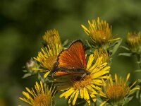 Lycaena virgaureae 101, male, Morgenrood, Saxifraga-Marijke Verhagen