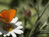 Lycaena virgaureae 104, male, Morgenrood, Saxifraga-Marijke Verhagen
