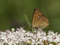 Lycaena virgaureae 109, Morgenrood, Saxifraga-Marijke Verhagen