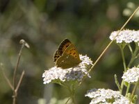 Lycaena virgaureae 11, Morgenrood, female, Saxifraga-Marijke Verhagen