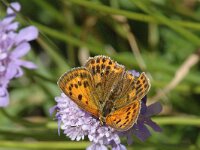 Lycaena virgaureae 16, Morgenrood, female, Saxifraga-Jan van der Straaten
