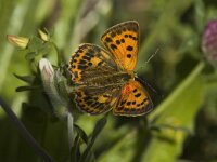 Lycaena virgaureae 17, Morgenrood, female, Saxifraga-Marijke Verhagen