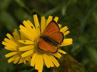 Lycaena virgaureae 2, Morgenrood, male, Saxifraga-Jan van der Straaten