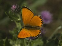 Lycaena virgaureae 33, Morgenrood, male, Saxifraga-Jan van der Straaten