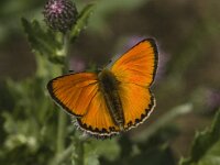 Lycaena virgaureae 34, Morgenrood, male, Saxifraga-Jan van der Straaten