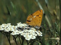 Lycaena virgaureae 44, Morgenrood, Vlinderstichting-Kars Veling
