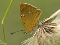 Lycaena virgaureae 63, Morgenrood, Saxifraga-Willem van Kruijsbergen