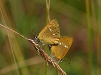Lycaena virgaureae 7, Morgenrood, Saxifraga-Hans Dekker