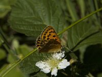 Lycaena virgaureae 78, Morgenrood, female, Saxifraga-Marijke Verhagen