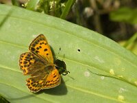 Lycaena virgaureae 82, Morgenrood, female, Saxifraga-Marijke Verhagen