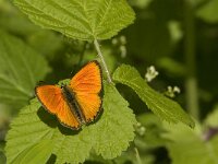 Lycaena virgaureae 86, Morgenrood, male, Saxifraga-Jan van der Straaten