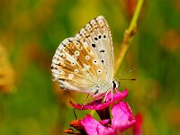 LOVCEN NAT.PARK. P.CORIDON.