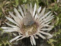 Lysandra coridon 154, Bleek blauwtje, Saxifraga-Willem van Kruijsbergen