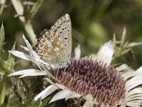 Lysandra coridon 159, Bleek blauwtje, Saxifraga-Willem van Kruijsbergen