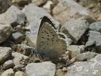 Lysandra coridon 20, Bleek blauwtje, male, Saxifraga-Jan van der Straaten