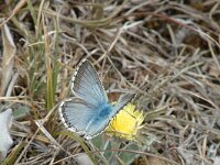 Lysandra coridon 32, Bleek blauwtje, male, Saxifraga-Jan van der Straaten