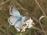 Lysandra coridon 57, Bleek blauwtje, Vlinderstichting-Kars Veling