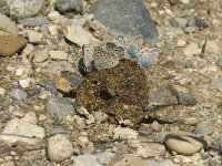 Lysandra coridon 88, Bleek Blauwtje, Saxifraga-Jan van der Straaten