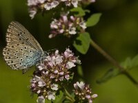 Maculinea arion 16, Tijmblauwtje, Saxifraga-Jan van der Straaten