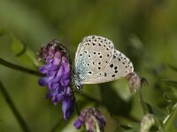Maculinea arion 3, Tijmblauwtje, male, Saxifraga-Jan van der Straaten