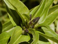 Maculinea rebeli, Mountain Alcon Blue