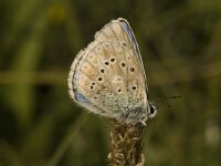 Maculinea rebeli 12, Berggentiaanblauwtje, Saxifraga-Jan van der Straaten