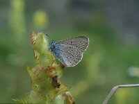 Maculinea rebeli 13, Berggentiaanblauwtje, Vlinderstichting-Kars Veling