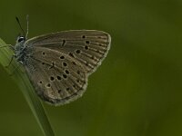 Maculinea rebeli 17, Berggentiaanblauwtje, Saxifraga-Jan van der Straaten