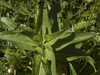 Maculinea rebeli 20, Berggentiaanblauwtje, Saxifraga-Jan van der Straaten