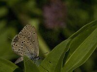 Maculinea rebeli 31, Berggentiaanblauwtje, female laying eggs, Saxifraga-Jan van der Straaten
