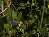 Maculinea rebeli 34, Berggentiaanblauwtje, male, Saxifraga-Jan van der Straaten