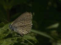 Maculinea rebeli 36, Berggentiaanblauwtje, Saxifraga-Jan van der Straaten