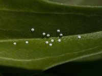 Maculinea rebeli 44, Berggentiaanblauwtje, Saxifraga-Willem van Kruijsbergen