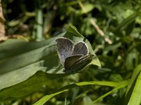 Maculinea rebeli 45, Berggentiaanblauwtje, Saxifraga-Willem van Kruijsbergen